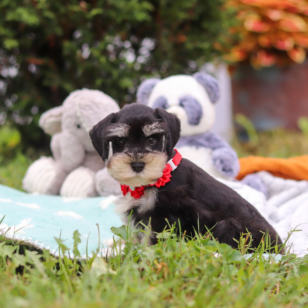 Montgomery - Available 8/20