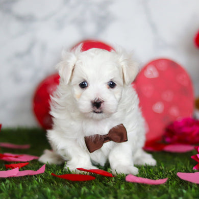 Jimmy - Available Now