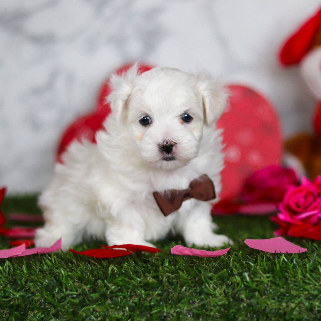 Jimmy - Available Now