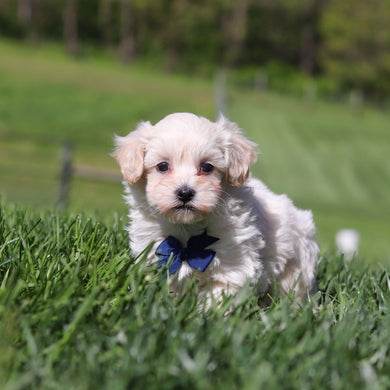 Stefan - Available 5/21