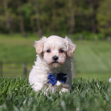 Stefan - Available 5/21