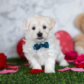 Julian - Available Now