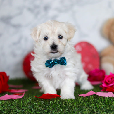 Julian - Available Now