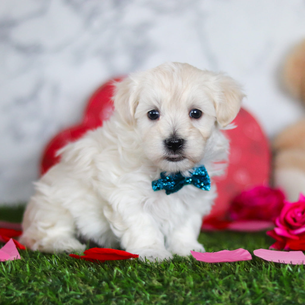 Julian - Available Now