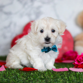 Julian - Available Now