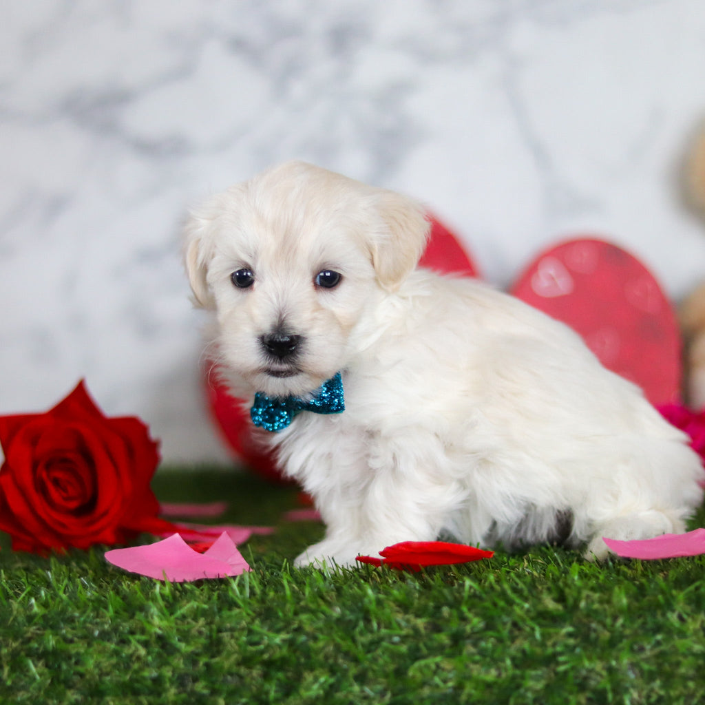 Julian - Available Now