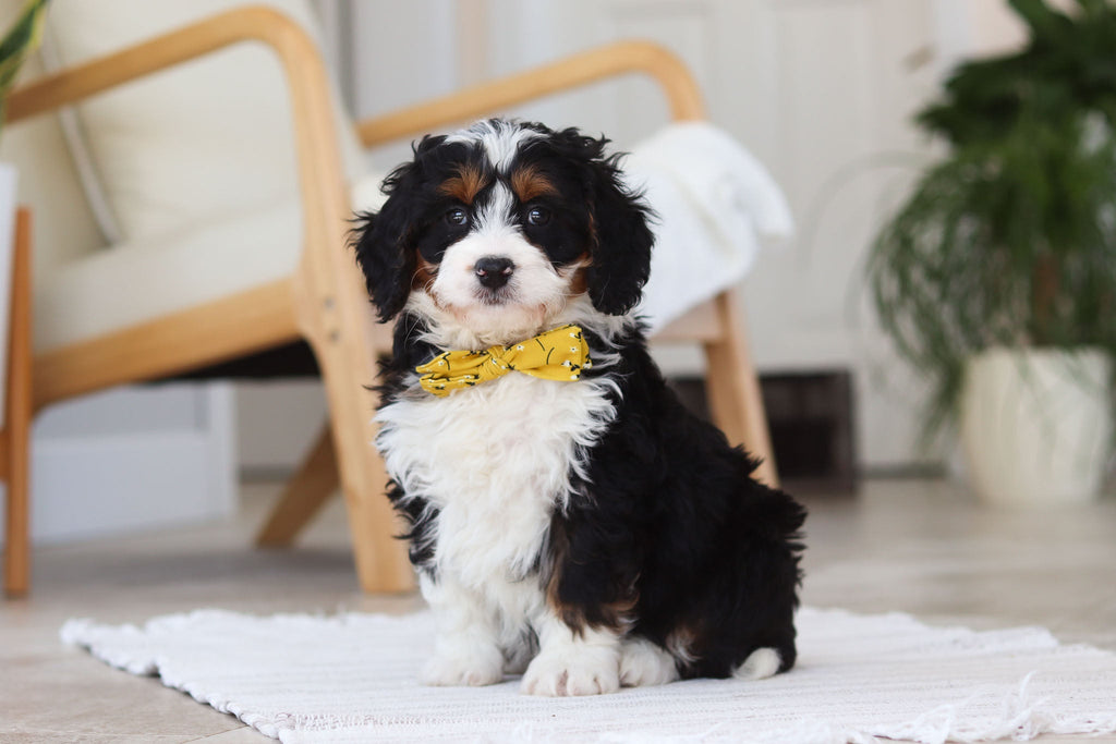 Atlas - Available Now