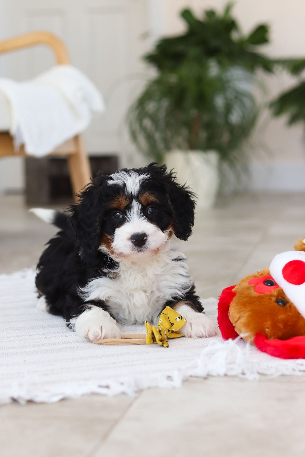 Atlas - Available Now