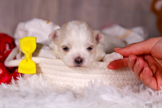 Mario - Available 3/5