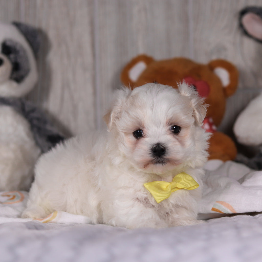 Mario - Available Now