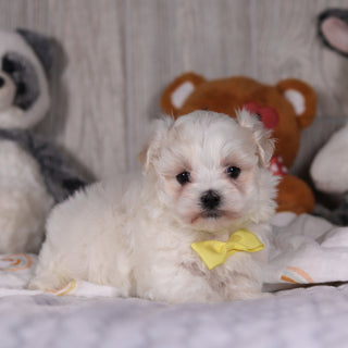 Mario - Available Now