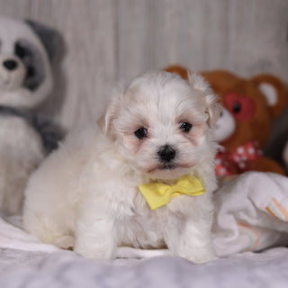 Mario - Available Now