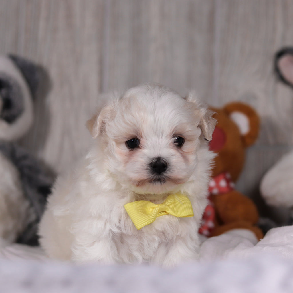 Mario - Available Now