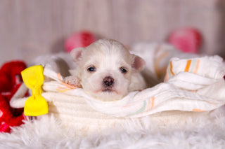 Mario - Available 3/5