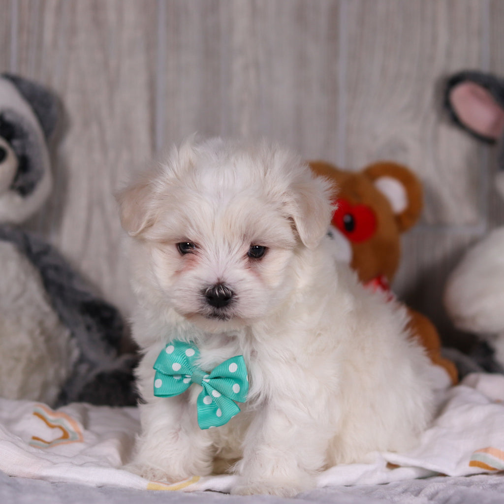 Malcolm - Available Now