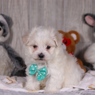 Malcolm - Available Now