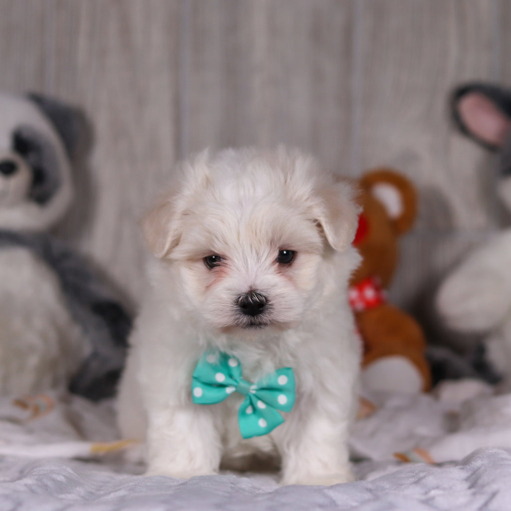 Malcolm - Available Now