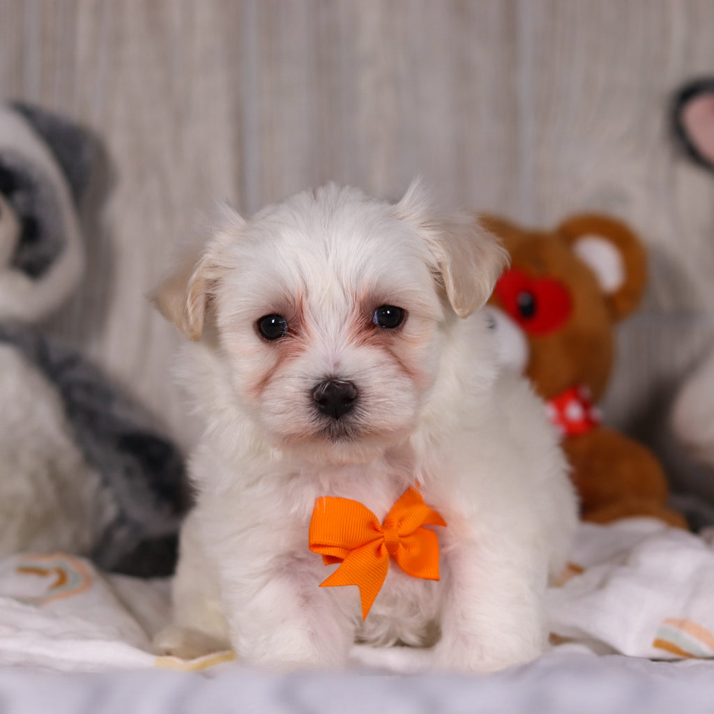 Maximus - Available Now