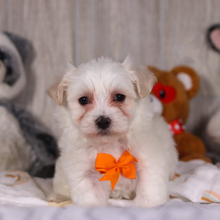 Maximus - Available Now