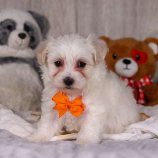 Maximus - Available Now