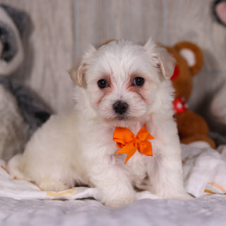 Maximus - Available Now