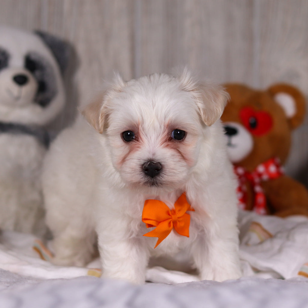 Maximus - Available Now