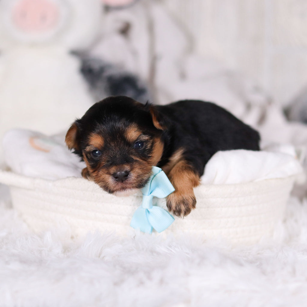 Maddox - Available 3/12