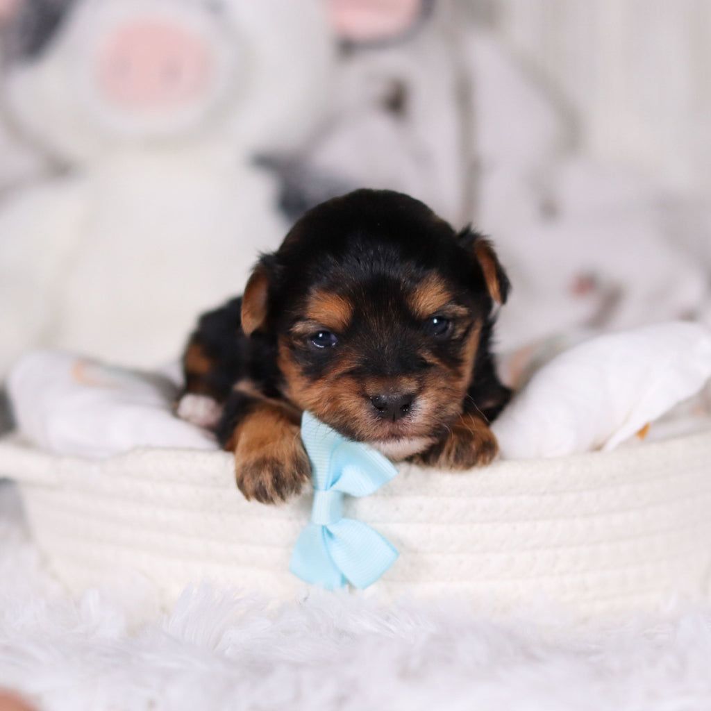 Maddox - Available 3/12