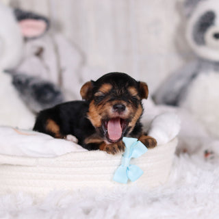 Maddox - Available 3/12