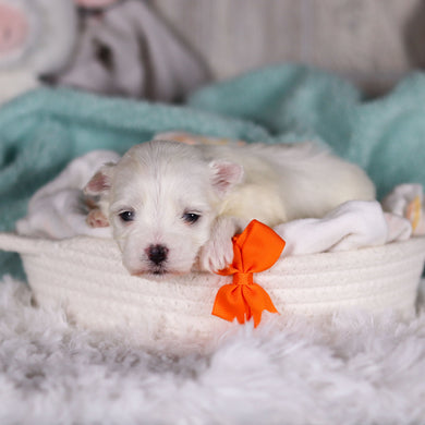 Jermaine - Available 3/5