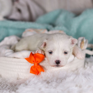 Jermaine - Available 3/5