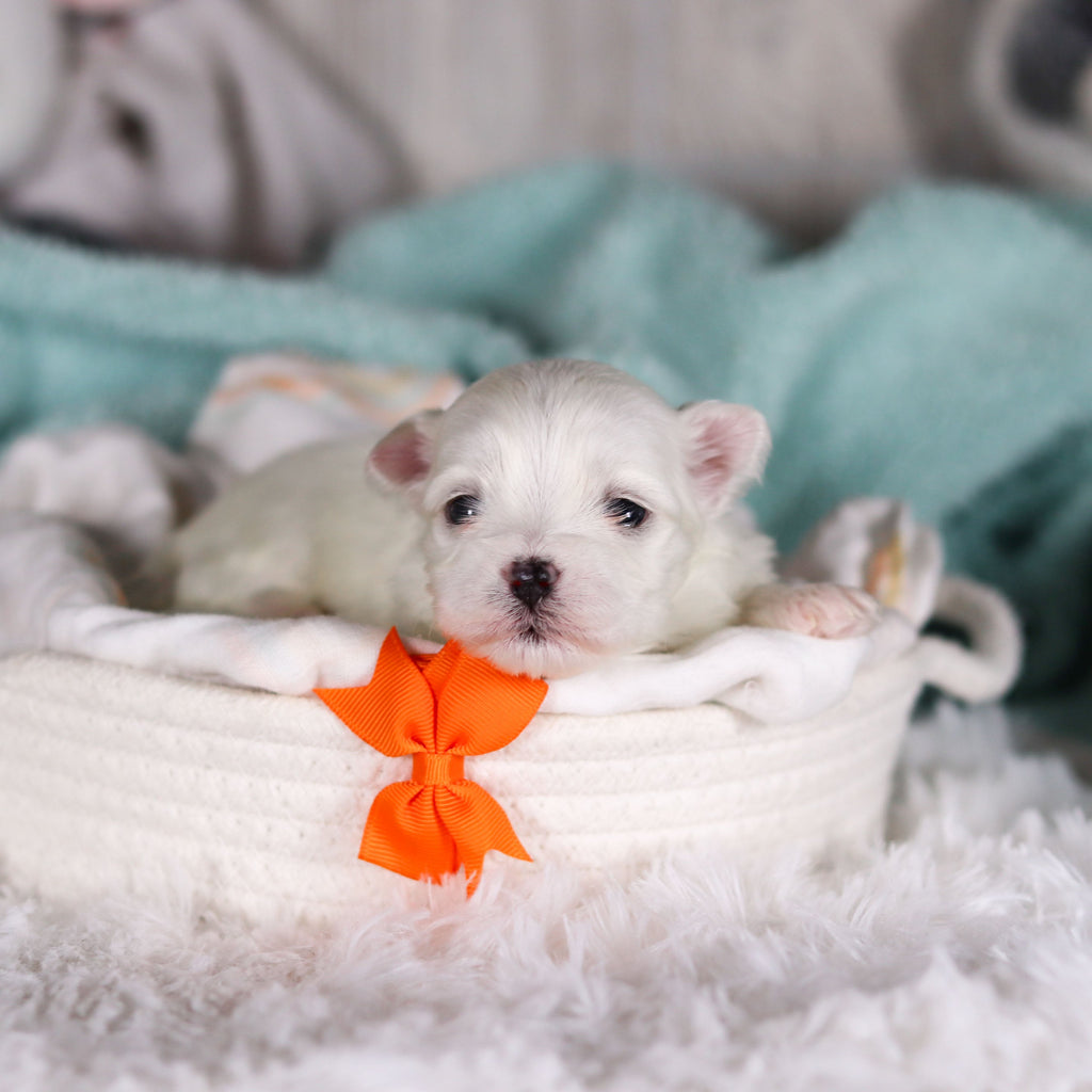 Jermaine - Available 3/5