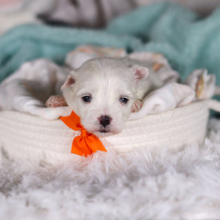 Jermaine - Available 3/5