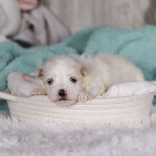 Marlon - Available 3/5