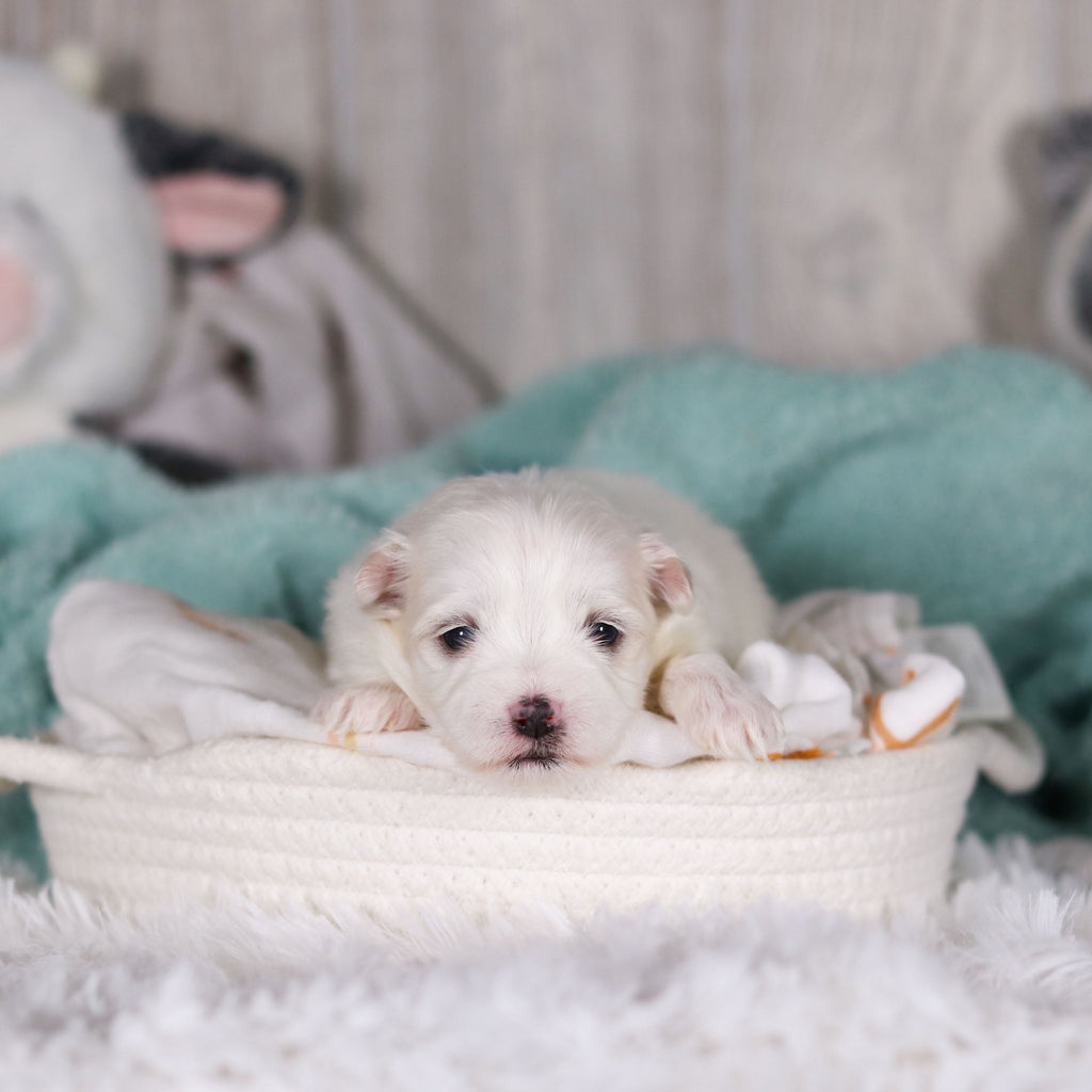 Marlon - Available 3/5