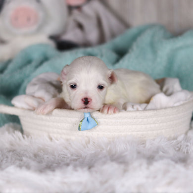 Tito - Available 3/5