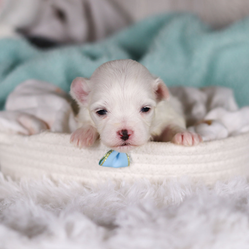 Tito - Available Now