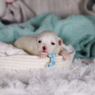 Tito - Available Now