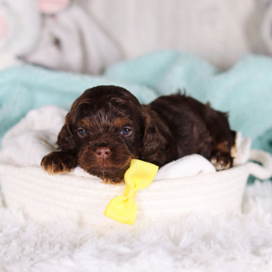 Chase - Available 3/5