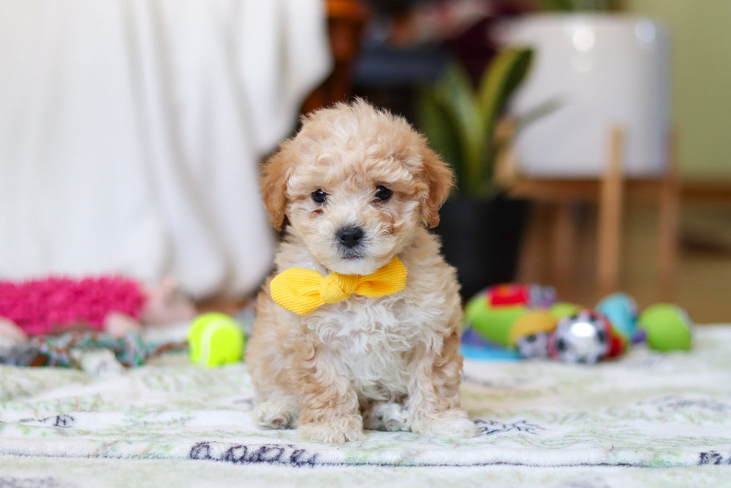 Warren - Available 2/12