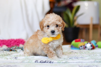 Warren - Available 2/12