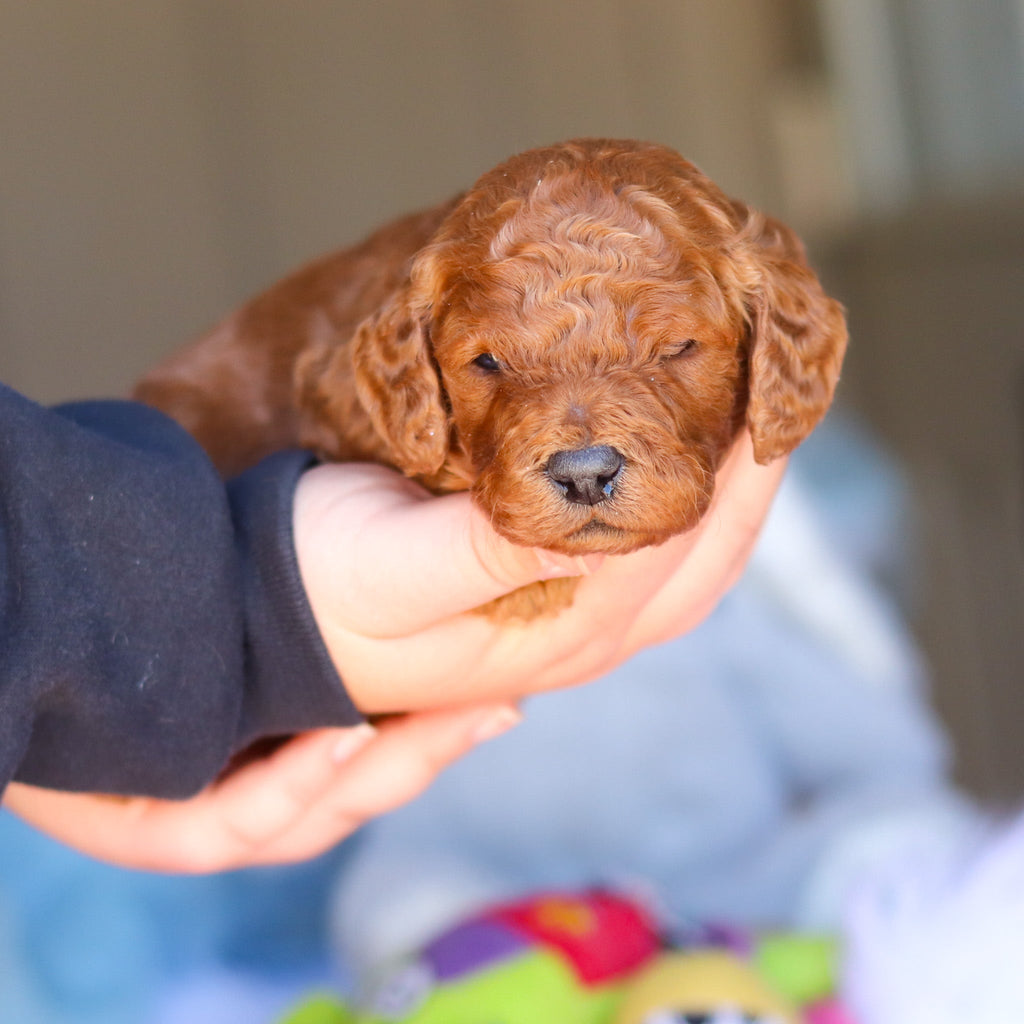 Stanley - Available 4/16