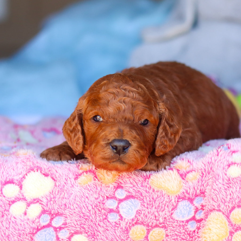 Stanley - Available 4/16