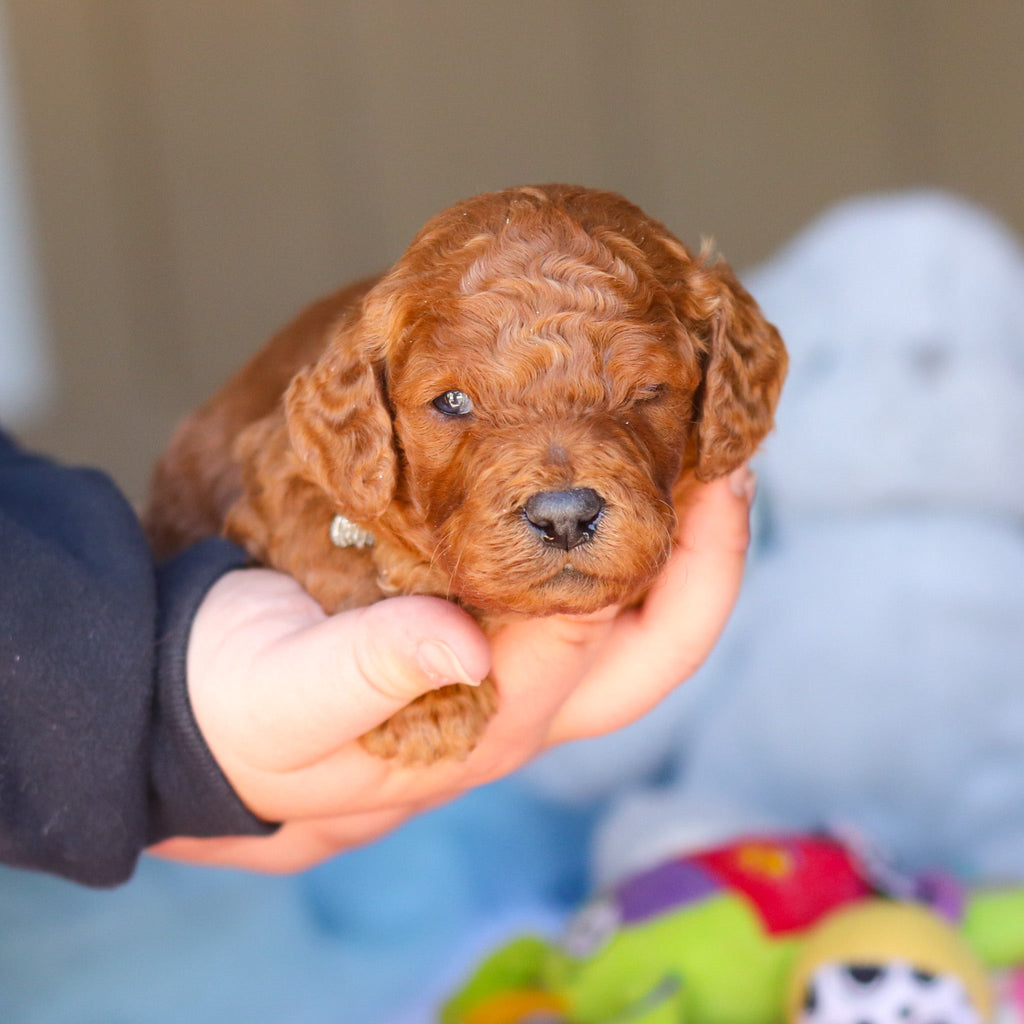 Stanley - Available 4/16