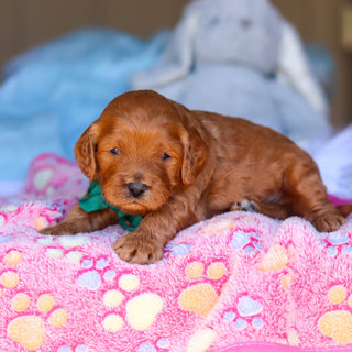 Ridley - Available 4/16