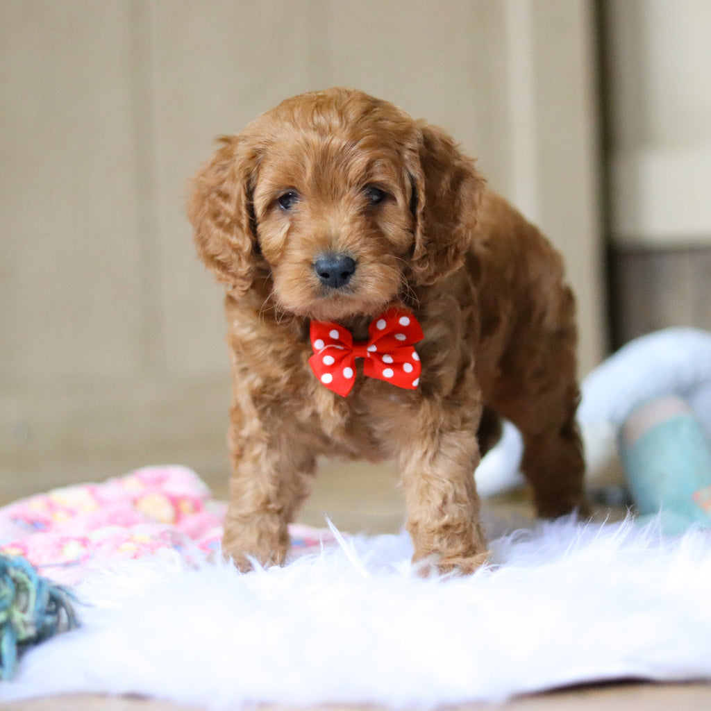 Ridley - Available 4/16