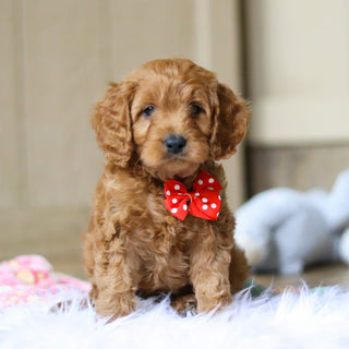 Ridley - Available 4/16