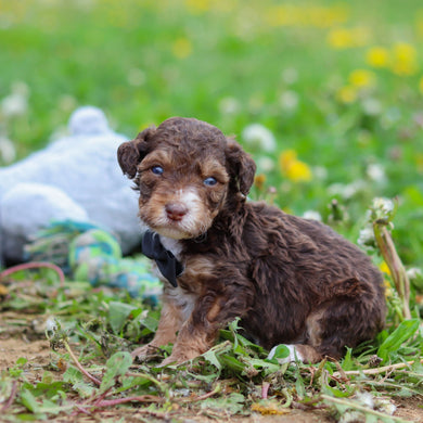 Ripley - Available 5/21