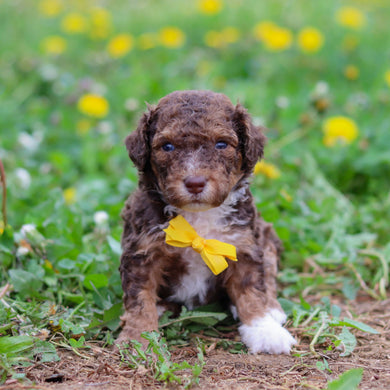 Reign - Available 5/21