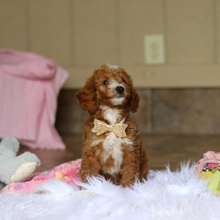Newton - Available 6/5